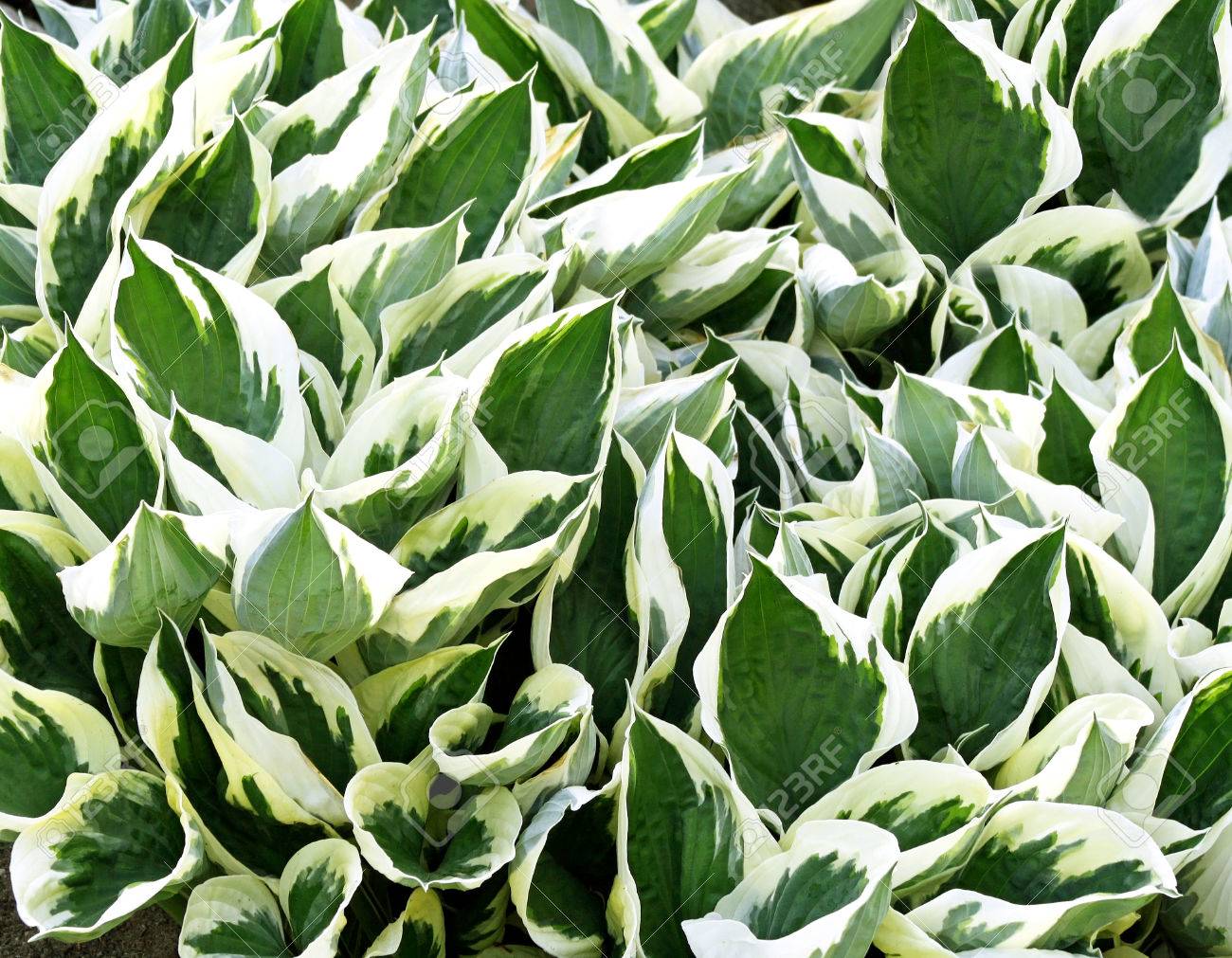 Planta de Hojas Verdes y Blancas